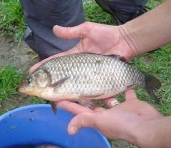 pigfish2.jpg pigfish2.jpg
