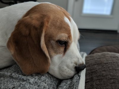 pup1.jpg