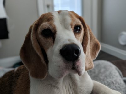 pup2.jpg