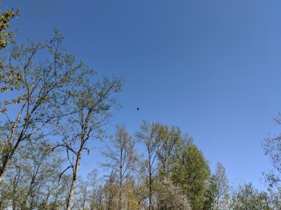 IMG_20180422_142525.jpg