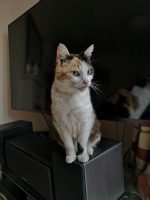 IMG_20180423_082910.jpg