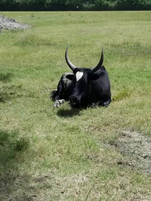 20180804_145510.jpg