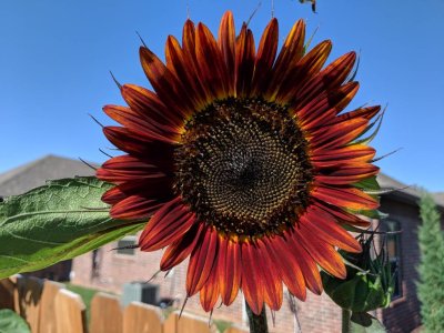 IMG_20180628_170042.jpg