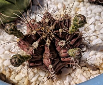gymnocalycium_mihanovichii_cactus_with_flowerbuds_042318_pixel_xl.jpg