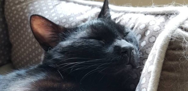 Screenshot_20180701-155743_Gallery.jpg