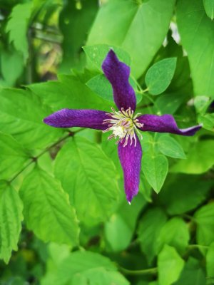 IMG_20180704_184101.jpg