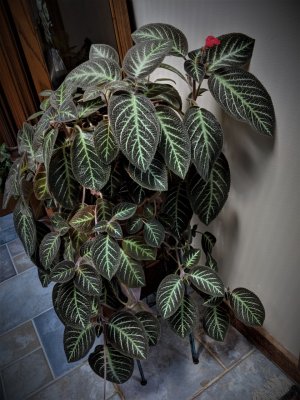 IMG_20180511_145924.jpg
