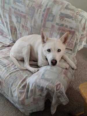 husky.jpg