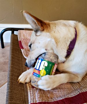 Howie_Jif.jpg