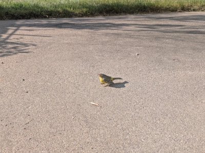 Bird-on-Patio1_lores.jpg