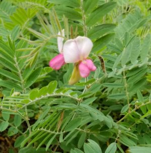 IMG_20180722_160011.jpg