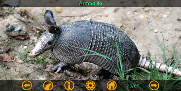 armadillo.png armadillo.png