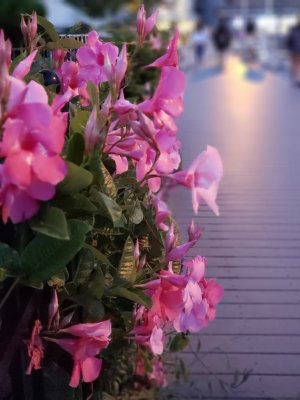 20180901_194540.jpg
