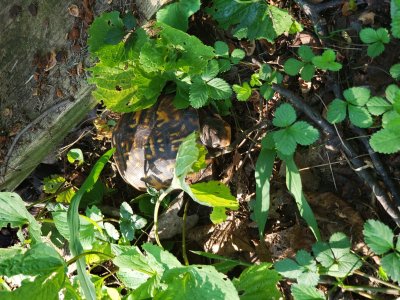 turtle.jpg