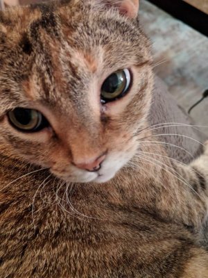 00000PORTRAIT_00000_BURST20181018200840577.jpeg