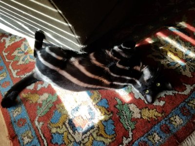 20181205_114853.jpeg