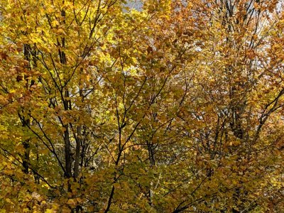 IMG_20181020_091921_foliage.jpg