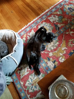 20181216_132900.jpeg
