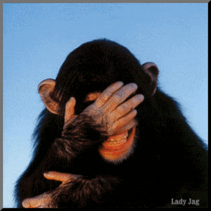 Laughing-chimp-gif.gif