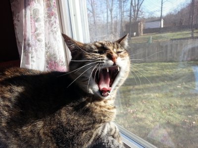 yawn.jpg