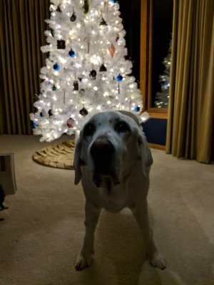 IMG_20181221_184342.jpeg