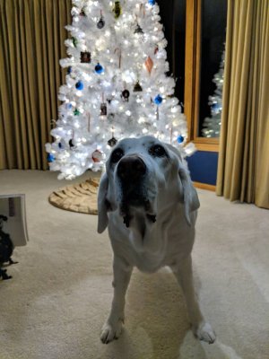 IMG_20181221_184351.jpeg