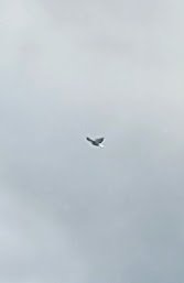 zoomedeagle.jpg