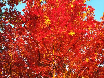 IMG_20181024_0738169.jpg