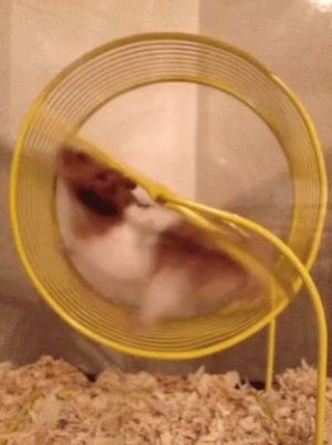 hamster.jpg