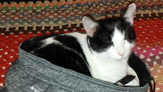 Gizmo_Hiding_in_Pants2.jpg