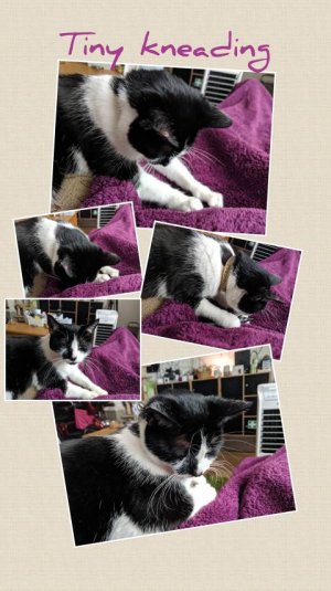 inCollage_20190614_183625940.jpeg