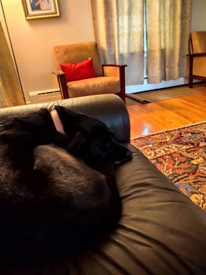 IMG_20190617_180558823.jpeg