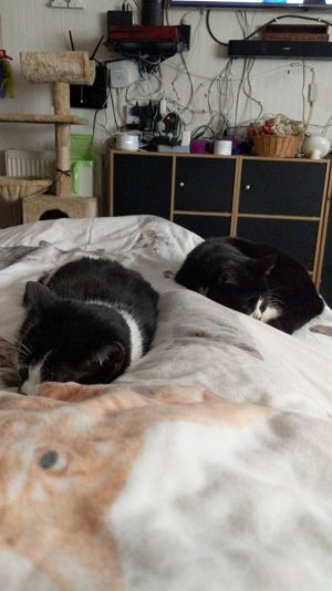 IMG-20190406-WA0009.jpeg