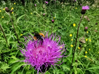 IMG_20190628_123210.jpeg