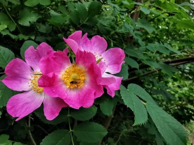 IMG_20190628_123257.jpeg
