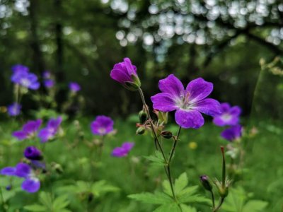 IMG_20190628_124544.jpeg