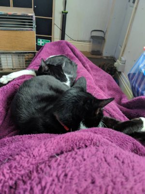 IMG_20190310_074939.jpeg