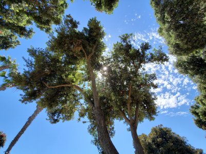 Trees.jpg