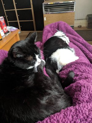 IMG_20190416_114254.jpeg