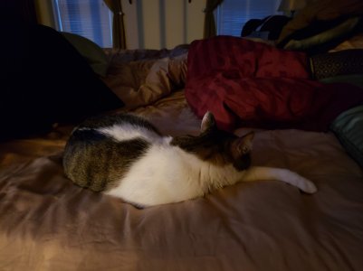 Cat_Galaxy Cam.jpg