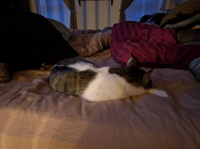 Cat_Gcam.jpg
