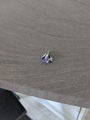 42998.jpg