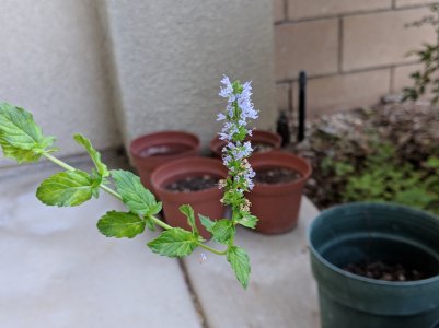 Flower.jpg