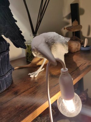 IMG_20190318_225801.jpeg
