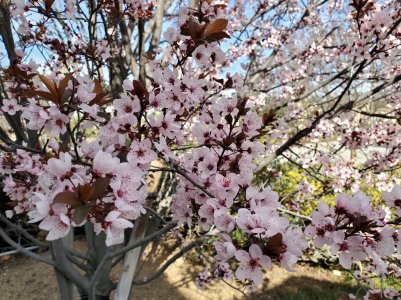 Plum (1).jpg