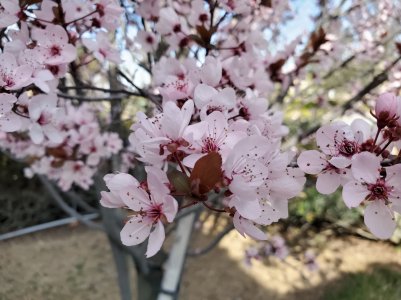 Plum (2).jpg