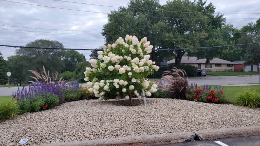 20190824_063249.jpg