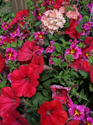 IMG_20190527_161231.jpeg