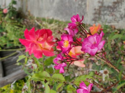 IMG_20190526_163125_Bokeh.jpg