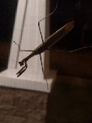 20190829_052837.jpeg